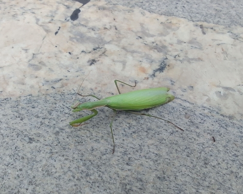 European Mantis