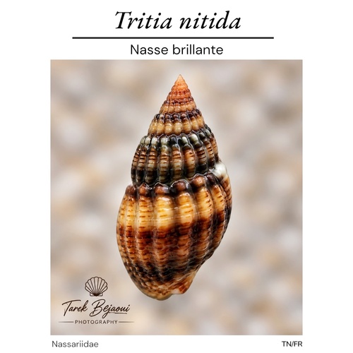 Tritia nitida