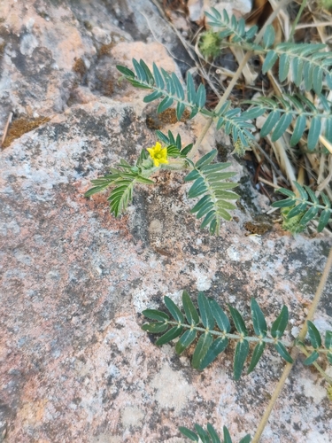 puncture vine