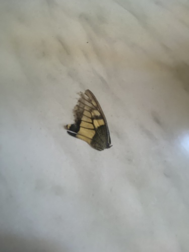Old World Swallowtail