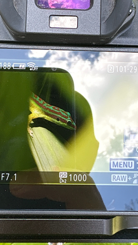 Bluetail Day Gecko