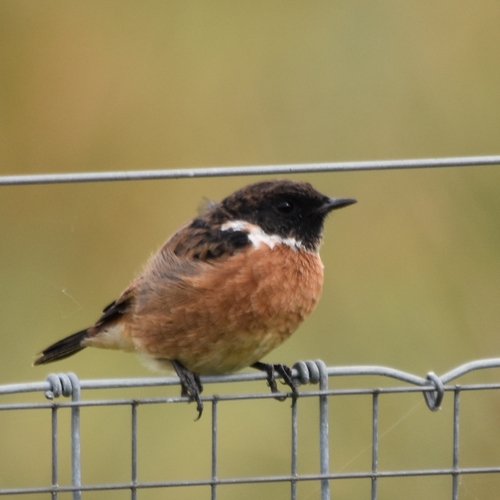 European Stonechat