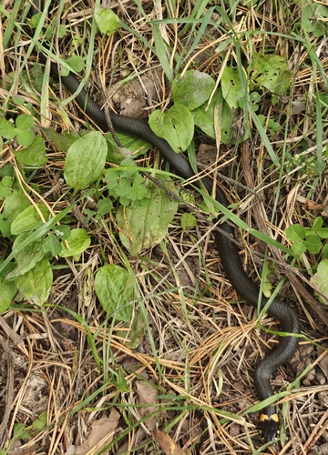 grass snake