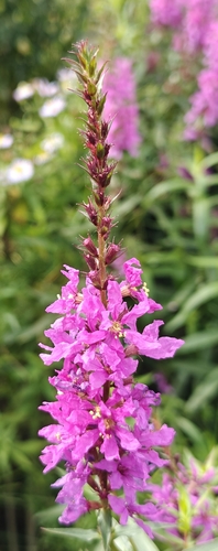 purple loosestrife