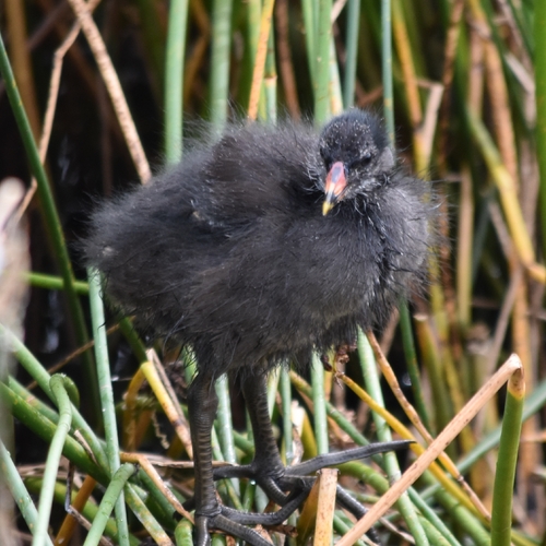 Eurasian Moorhen