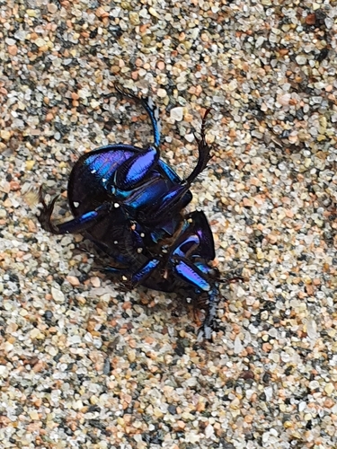 Woodland Dor Beetle