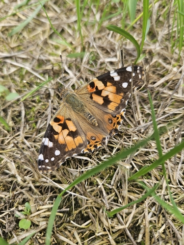 Painted Lady