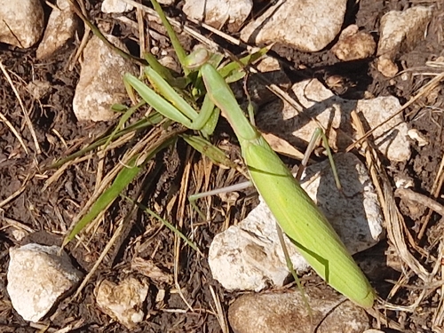 European Mantis