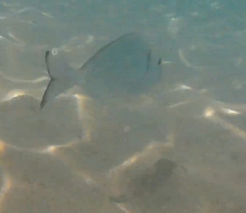 Gilthead Seabream