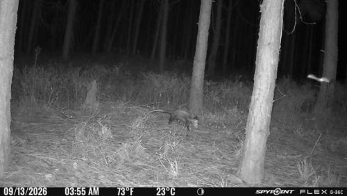 Virginia Opossum