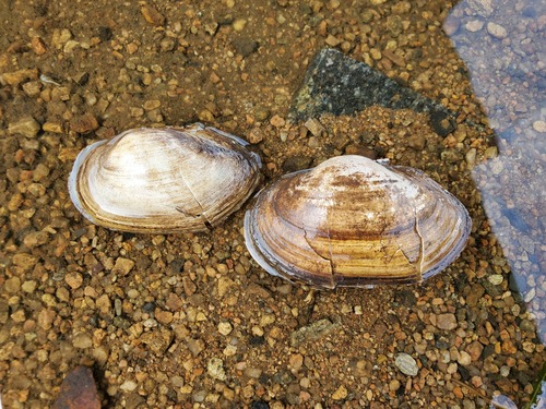 Buldowskia shadini