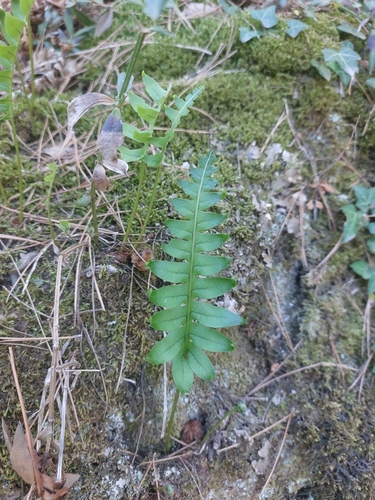 polypody ferns