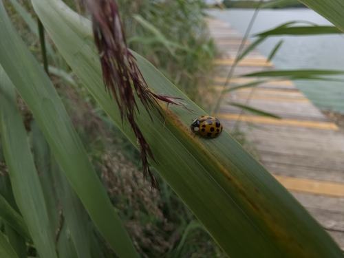 Asian Lady Beetle
