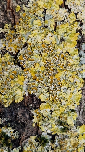 Common Sunburst Lichen