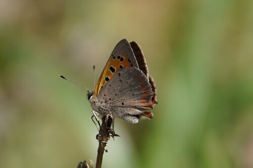 Small Copper