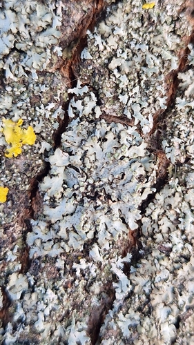 Mealy Shadow Lichen