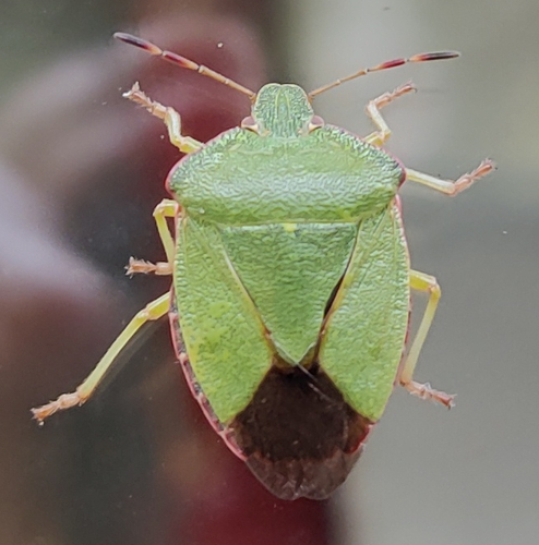 Green Shield Bug