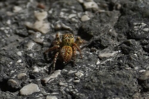 Carrhotus xanthogramma