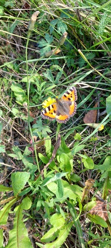 Small Tortoiseshell