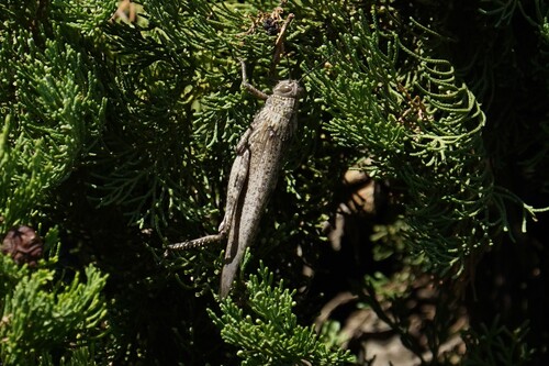 Egyptian Bird Grasshopper
