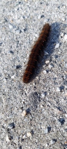 Fox Moth