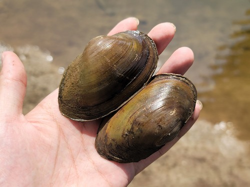 Buldowskia shadini