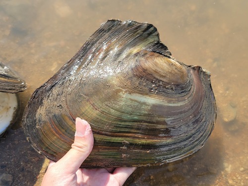 Cockscomb Mussel