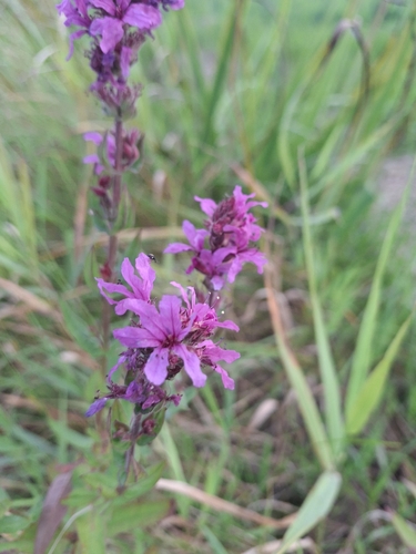 purple loosestrife