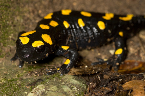 Near Eastern Fire Salamander