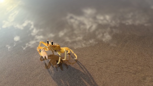 Horn-eyed Ghost Crab