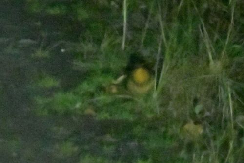 Varied Thrush