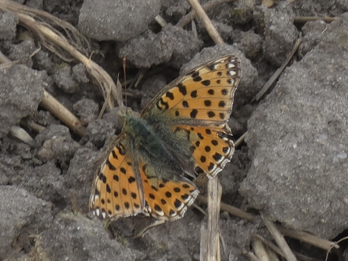Queen of Spain Fritillary