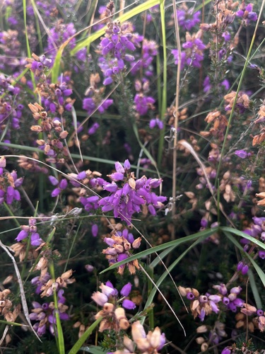 Bell Heather