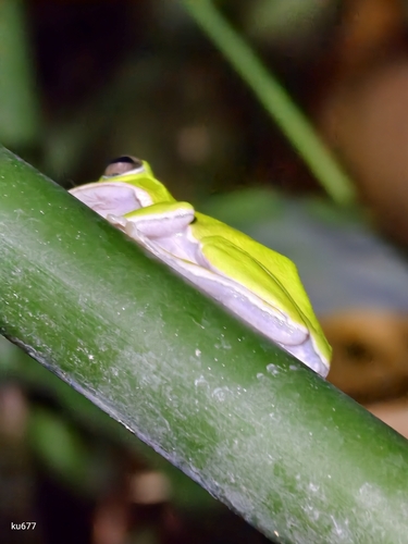 Farmland Green Flying Frog