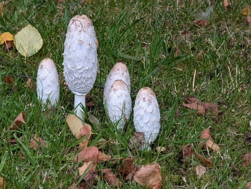 Shaggy Mane