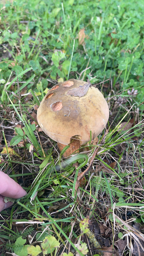 Lurid Bolete