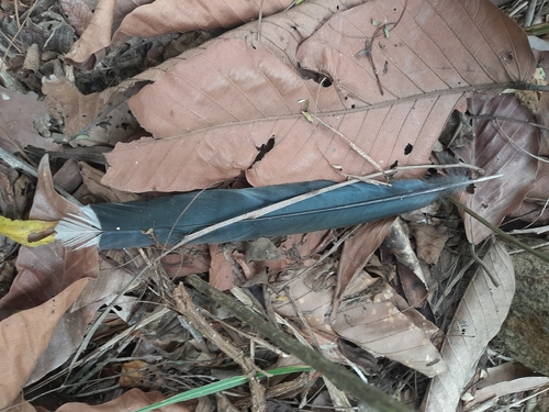Green-billed Malkoha