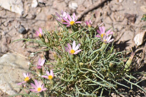 Nicolletia edwardsii