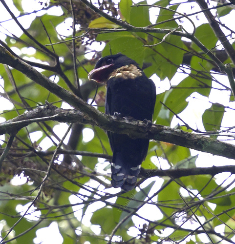Dusky Broadbill