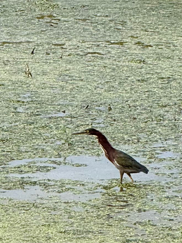 Green Heron