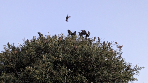 Great-tailed Grackle