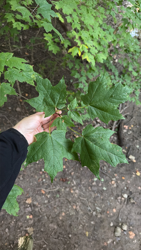 sugar maple
