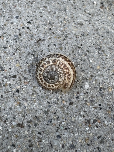 Chocolate-band Snail