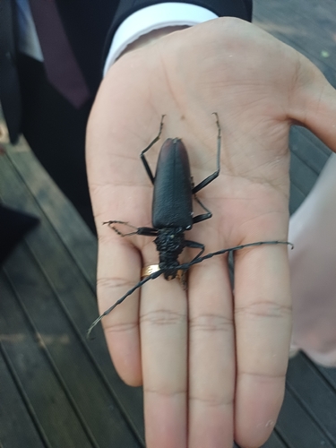 Great capricorn beetle