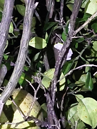 Farmland Green Flying Frog