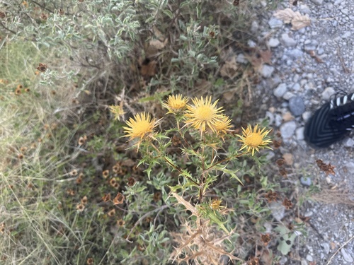 Clustered Carline-thistle
