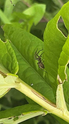 European Nursery Web spider