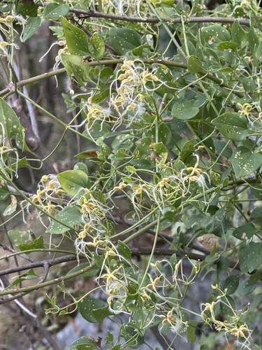 fragrant virgin's-bower