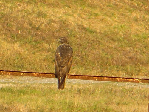Common Buzzard