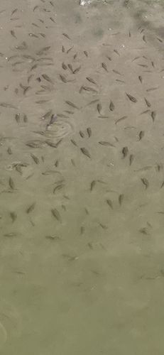 Eastern Mosquitofish